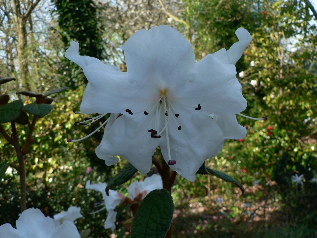 R. edgeworthii AGM